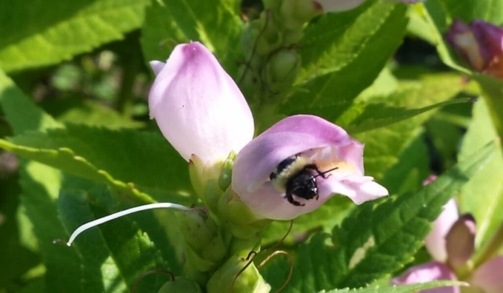 boylecheloid flower