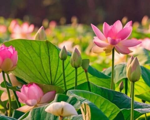 boylecheloid flower