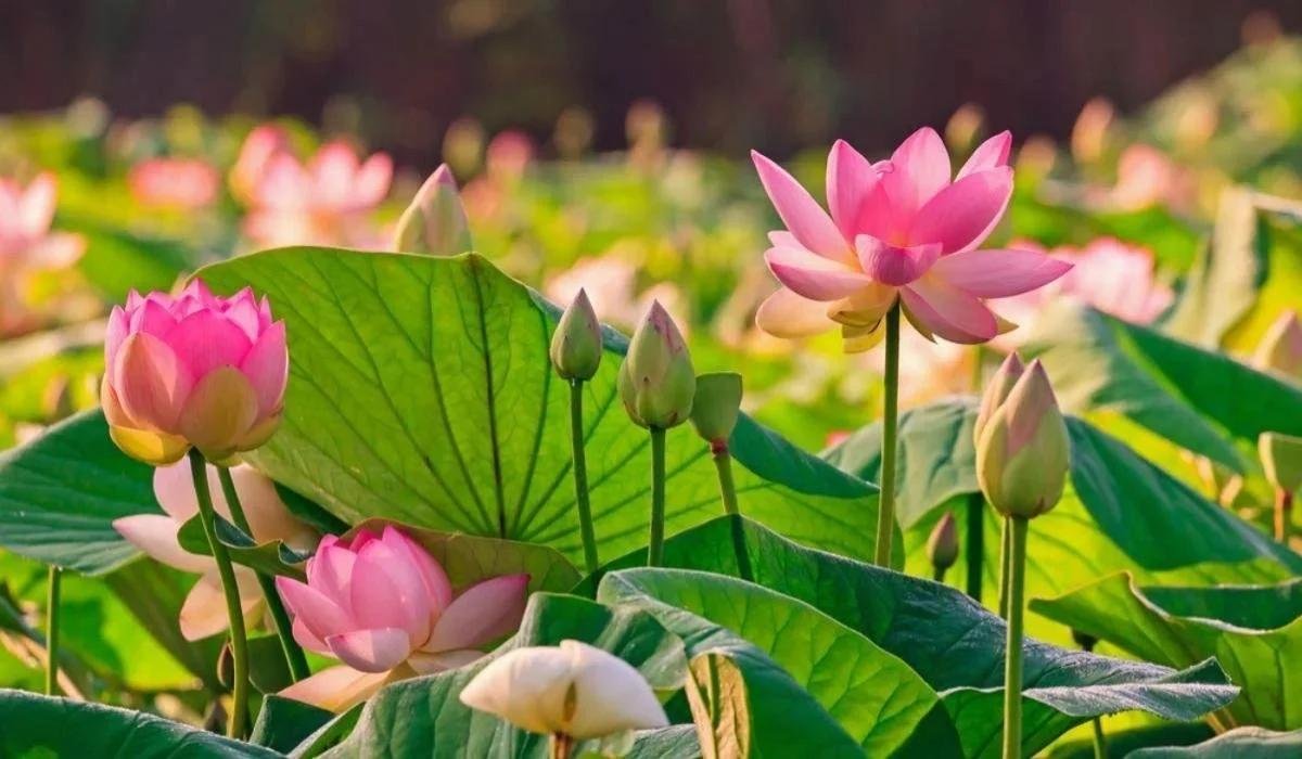 boylecheloid flower