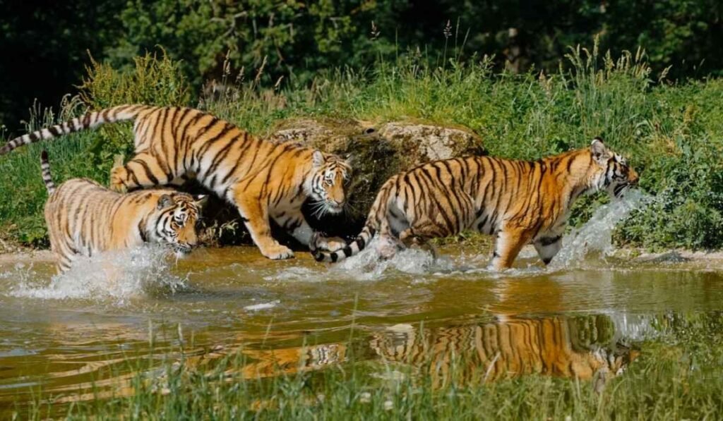 Summer Tiger